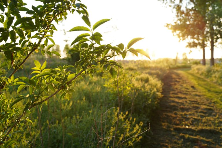 wandelroutes Almere